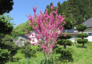 口内町できれいな花が咲いていましたよ