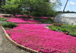 口内町の綺麗な花が咲いていました