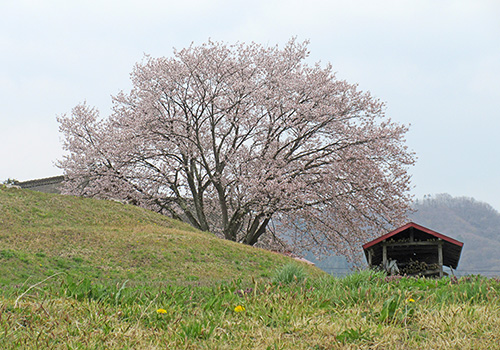 北上市口内町桜だより