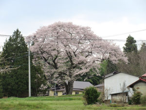 北上市口内町桜だより