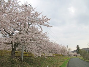 北上市口内町桜だより