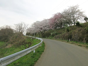 北上市口内町桜だより