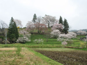 北上市口内町桜だより