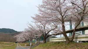 北上市口内町桜だより