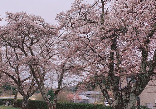 くちない桜だより