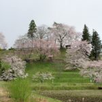 くちない桜だより