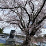 くちない桜だより