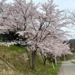 くちない桜だより