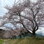 くちない桜だより