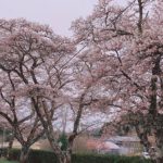 くちない桜だより