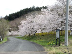 口内の桜