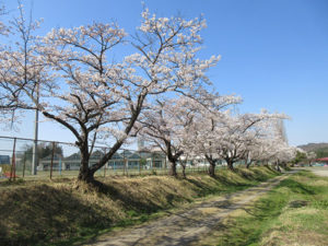 口内の桜